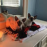 Lucy And Leo joined the competition — help win amazing prizes! animal, bedroom, blinds, cat, clothes, cozy, dresser, ears, face, fur, home, indoor, mirror, orange_light, pets, reflection, resting, siamese_cat, white_furniture, window