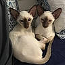Lucy And Leo joined the competition — help win amazing prizes! animal, bed, blanket, cat, companions, cozy, cute, domestic_animal, ears, feline, fur, indoor, pets, pillow, relaxed, resting, siamese_cat, sleepy, tail, two_cats