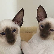 Lucy And Leo joined the competition — help win amazing prizes! animal, bed, cat, companions, cozy, cute, domestic, ears, feline, fur, indoor, kitten, mammal, pair, pets, resting, siamese, sleepy, whiskers, young