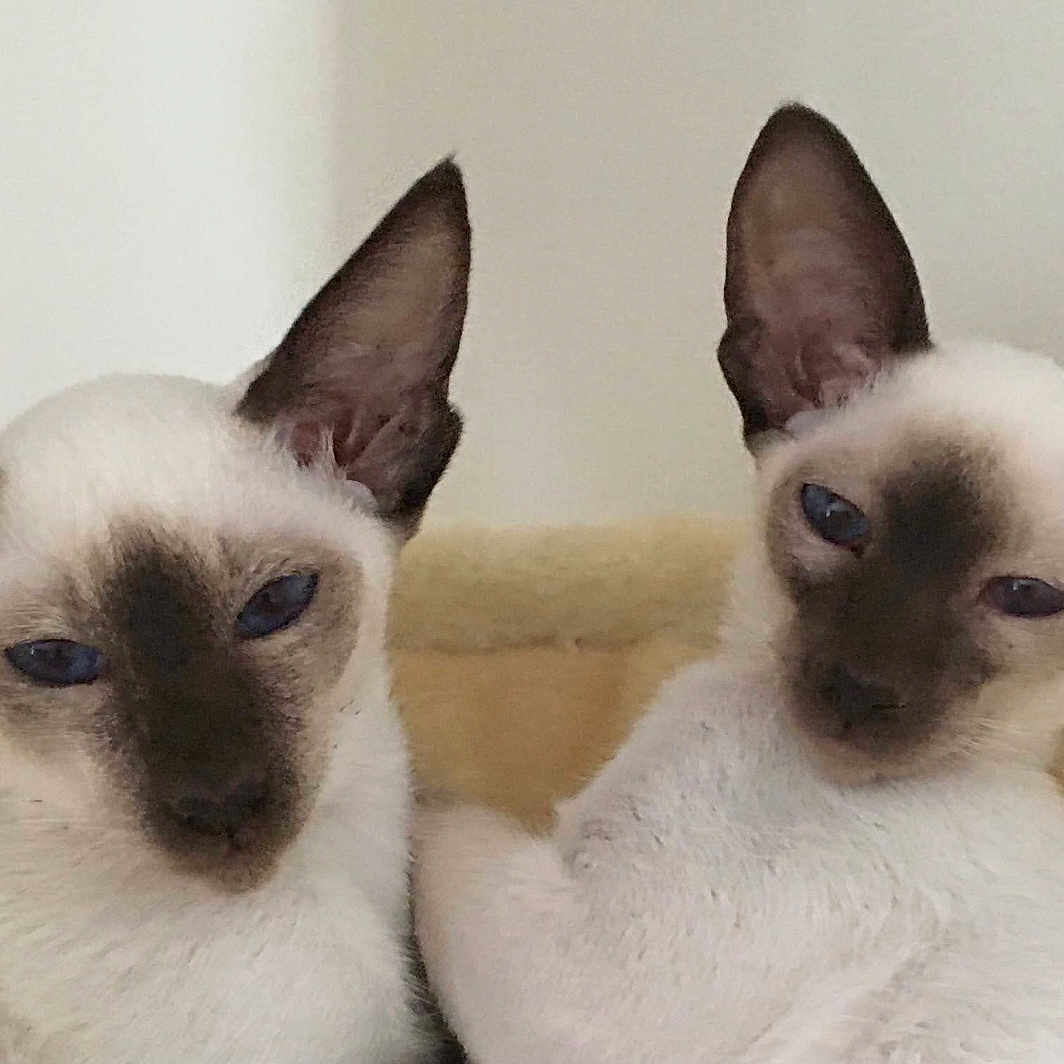 Lucy And Leo