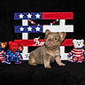 puppy, dog, one_eyed, plush_bear, stuffed_toy, red, white, blue, stars, stripes, american_flag_theme, black_background, decor, toy, cute, animal, pet, portrait, sitting, indoor