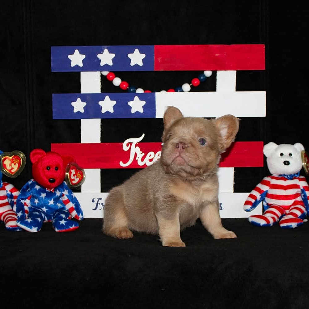 Gatsby joined the competition — help win amazing prizes! puppy, dog, one_eyed, plush_bear, stuffed_toy, red, white, blue, stars, stripes, american_flag_theme, black_background, decor, toy, cute, animal, pet, portrait, sitting, indoor