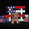 Gatsby is registered to the contest to win money with this photo: animal, beige_puppy, black_background, blue, cute, decor, dog, front_view, indoors, patriotic, pet, puppy, red, sitting, small, stars, stripes, stuffed_bear, toy, white