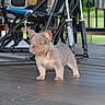 animal_companion, brown_fur, canine, chair, cute, dog, domestic_animal, furniture, grass, outdoor, pet, playful, porch, puppy, relaxing, small_dog, summer, sunlight, wooden_floor, young_animal