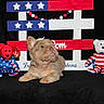 Gatsby is registered to the contest to win money with this photo: animal, beads, black_background, blue, celebration, cute, decor, dog, fluffy, holiday, indoor, patriotic, plush_bear, puppy, red, sitting, stars, stuffed_animal, toy, white