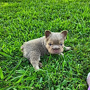 Gatsby joined the competition — help win amazing prizes! adorable, animal, canine, cute, ears, eyes, fur, grass, green, lying_down, mammal, nature, outdoor, pet, playful, portrait, puppy, small, snout, young