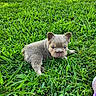 adorable, animal, canine, cute, ears, eyes, fur, grass, green, lying_down, mammal, nature, outdoor, pet, playful, portrait, puppy, small, snout, young
