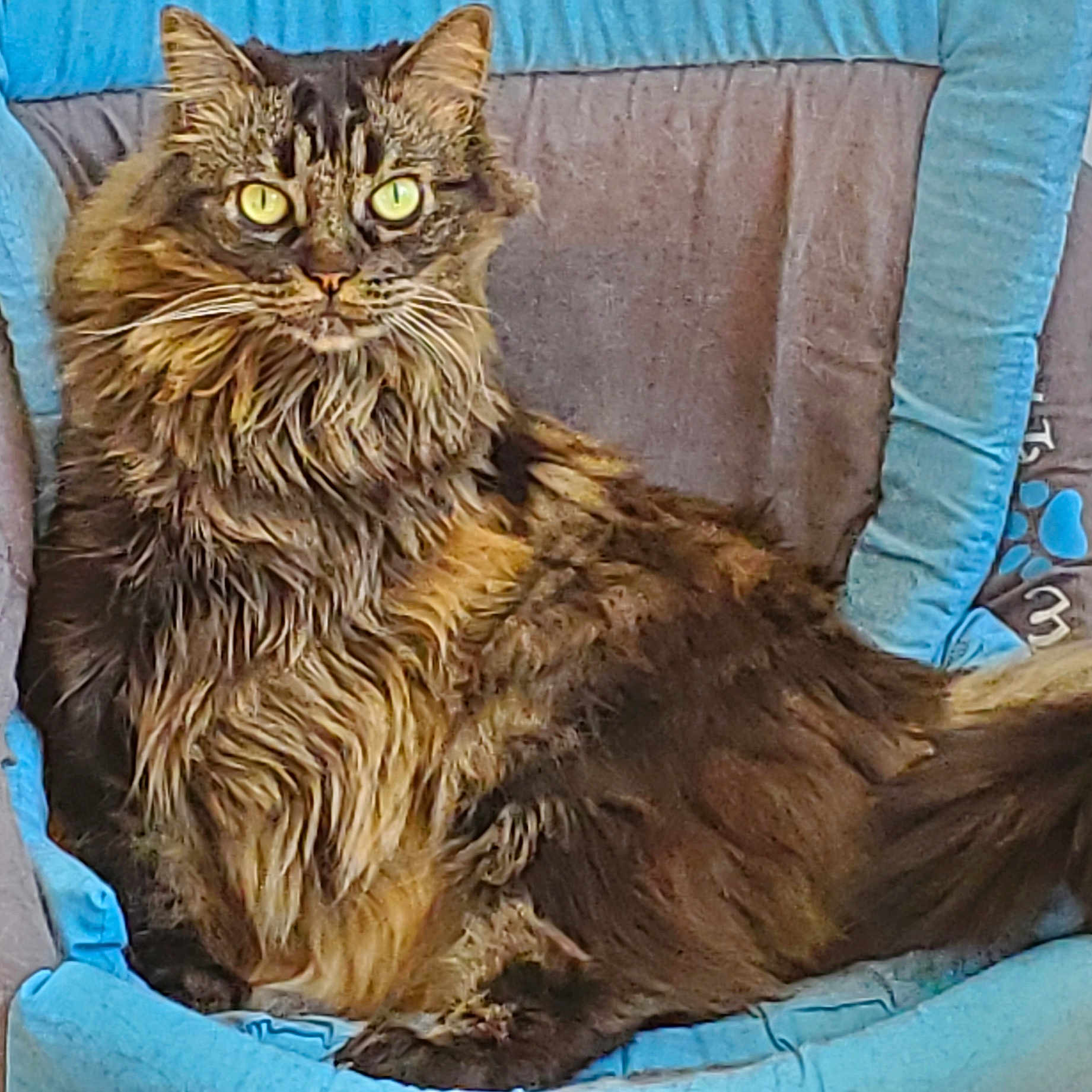 Suschi