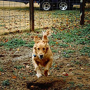 Rainbow is registered to the contest to win money with this photo: dog, golden_retriever, running, outdoor, yard, fence, grass, dirt, leaves, playful, pet, animal, ears, tail, vehicle, wheel, nature, ground, collar, active