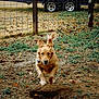 dog, golden_retriever, running, outdoor, yard, fence, grass, dirt, leaves, playful, pet, animal, ears, tail, vehicle, wheel, nature, ground, collar, active