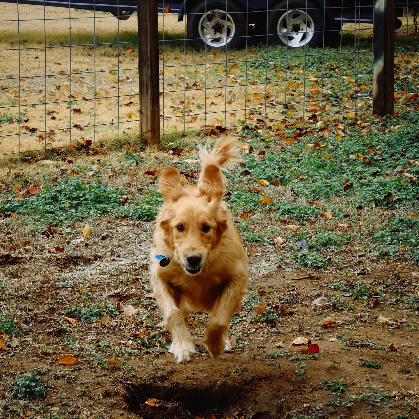 Rainbow is registered to the contest to win money with this photo: active, animal, collar, dirt, dog, ears, fence, golden_retriever, grass, ground, leaves, nature, outdoor, pet, playful, running, tail, vehicle, wheel, yard