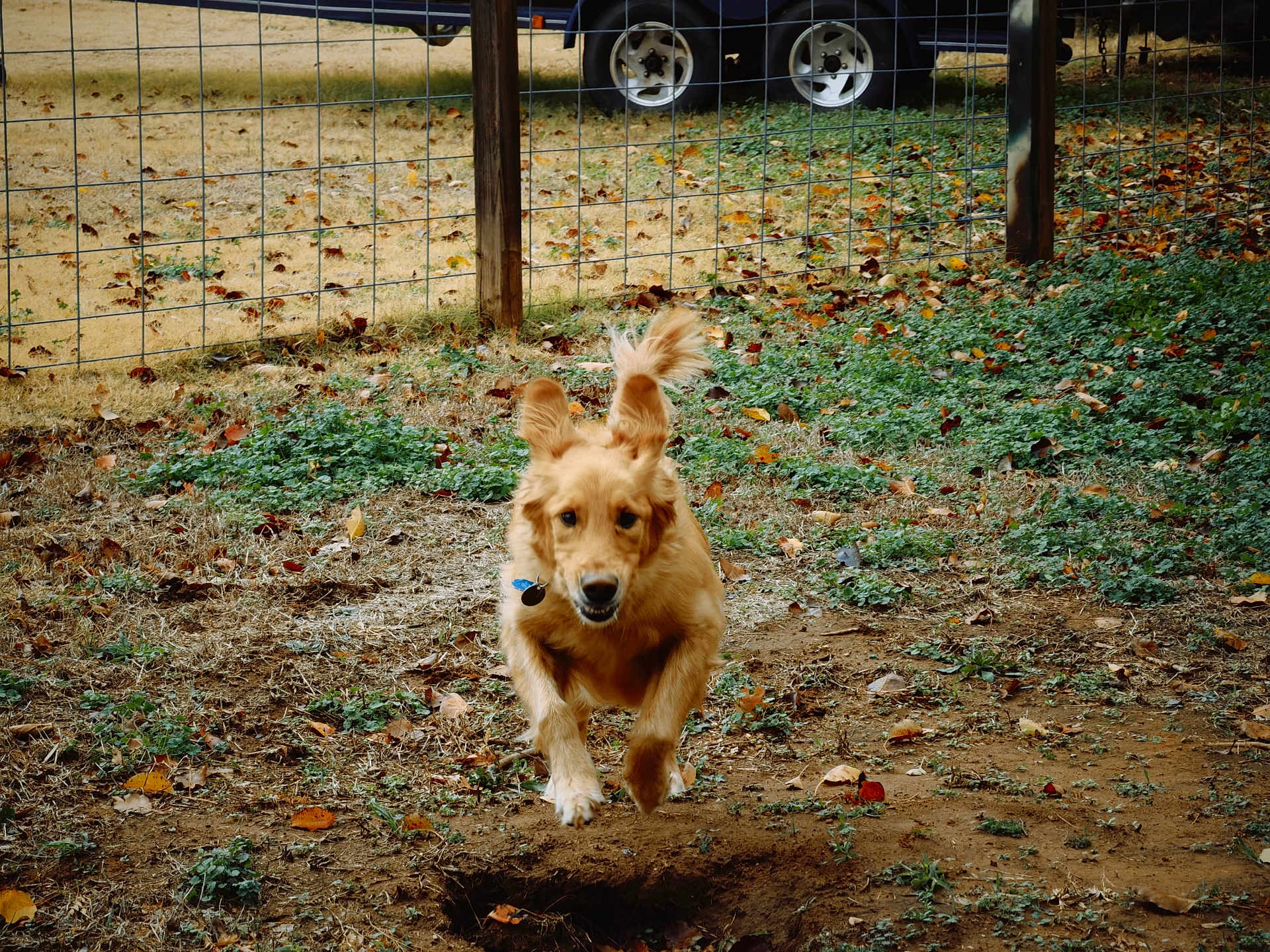 Rainbow is registered to the contest to win money with this photo: dog, golden_retriever, running, outdoor, yard, fence, grass, dirt, leaves, playful, pet, animal, ears, tail, vehicle, wheel, nature, ground, collar, active