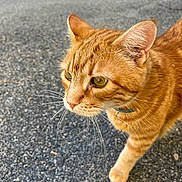Java a rejoint le concours — aidez-le/la à gagner de superbes lots ! cat, orange_tabby, whiskers, green_eyes, closeup, outdoor, asphalt, walking, pet, animal, curious, feline, fur, collar, daylight, mammal, nature, cute, portrait, focused