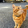 Java a rejoint le concours — aidez-le/la à gagner de superbes lots ! cat, ginger_cat, outdoor, street, pavement, collar, animal, pet, whiskers, tail, fur, curious, daylight, tree, car, stone_wall, urban, closeup, mammal, walking