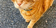 Java a rejoint le concours — aidez-le/la à gagner de superbes lots ! cat, orange_tabby, whiskers, green_eyes, close_up, outdoor, asphalt, curious, pet, feline, animal, mammal, collar, fur, portrait, standing, looking_up, texture, daylight, nature