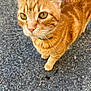 cat, orange_tabby, whiskers, green_eyes, close_up, outdoor, asphalt, curious, pet, feline, animal, mammal, collar, fur, portrait, standing, looking_up, texture, daylight, nature