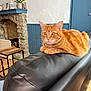 Java participe au concours pour gagner de l'argent avec cette photo : cat, ginger_cat, indoor, leather_couch, fireplace, stone_wall, blue_paneling, wooden_stool, plant, decor, pet, feline, resting, orange_fur, cozy, home_interior, window_light, quiet, relaxed, furniture