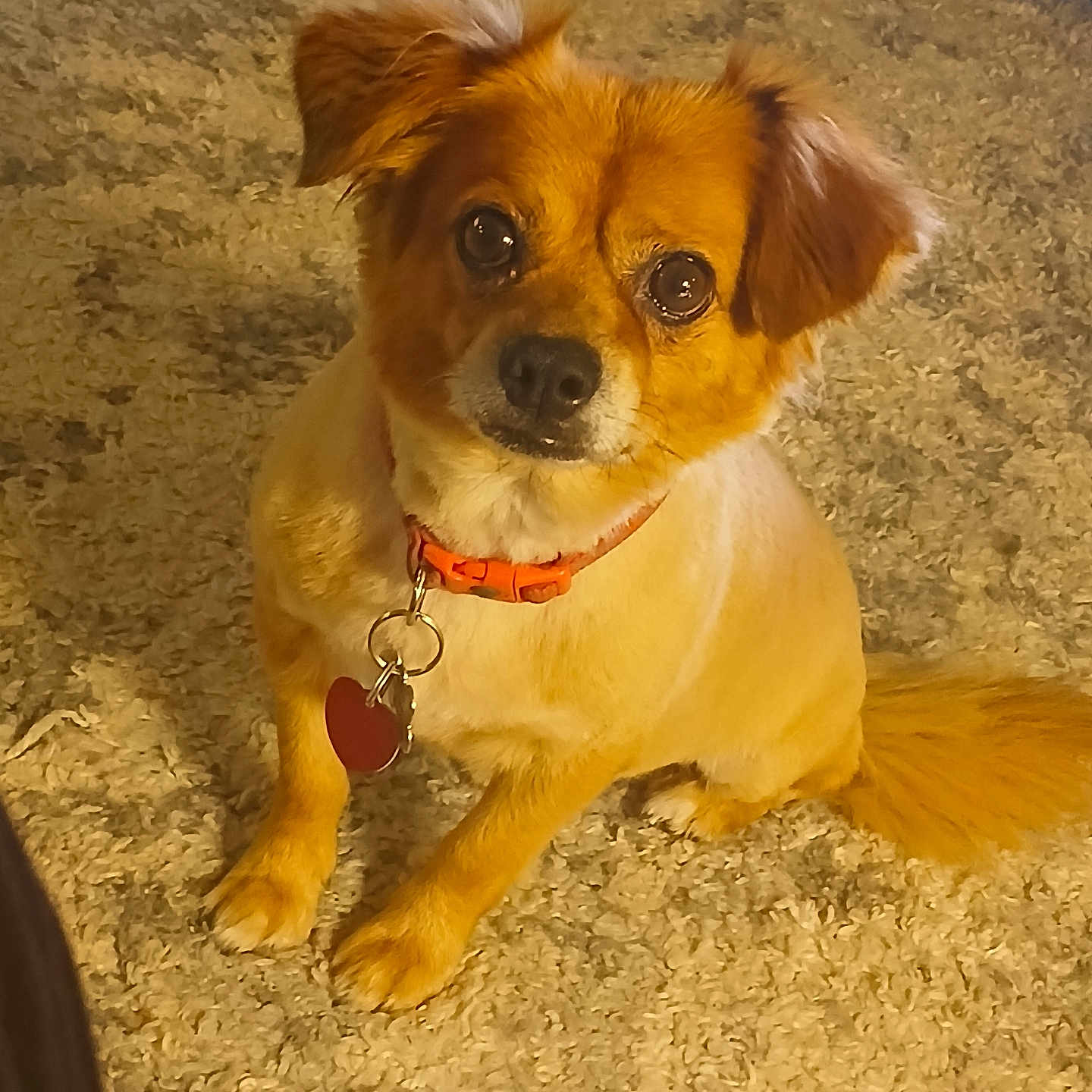 Bentley is registered to the contest to win money with this photo: accessories, animal, bodypart, canine, chihuahua, cockerspaniel, collar, dog, goldenretriever, hound, jewelry, leash, mouth, necklace, papillon, person, pet, puppy, strap, terrier