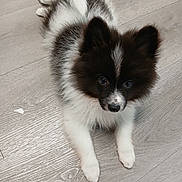 Oreo Hernandez is registered to the contest to win money with this photo: adorable, animal, black_and_white, companion, curious, cute, dog, domestic, fluffy, fur, indoor, lying_down, mammal, pet, playful, puppy, small, toy, wooden_floor, young