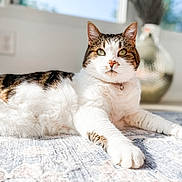 Sapphire is registered to the contest to win money with this photo: cat, tabby_cat, white_cat, pet, indoor, sunlight, window, rug, relaxing, feline, domestic_animal, whiskers, ears, green_eyes, collar, decor, vase, blurred_background, home, cozy