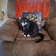 Stache joined the competition — help win amazing prizes! cat, black_and_white_cat, recliner, brown_chair, decorative_pillow, dog_image, orange_blanket, indoor, living_room, pet, feline, fur, whiskers, eyes, tail, seated, cozy, home, comfort, cushion