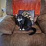 cat, black_and_white_cat, recliner, brown_chair, decorative_pillow, dog_image, orange_blanket, indoor, living_room, pet, feline, fur, whiskers, eyes, tail, seated, cozy, home, comfort, cushion