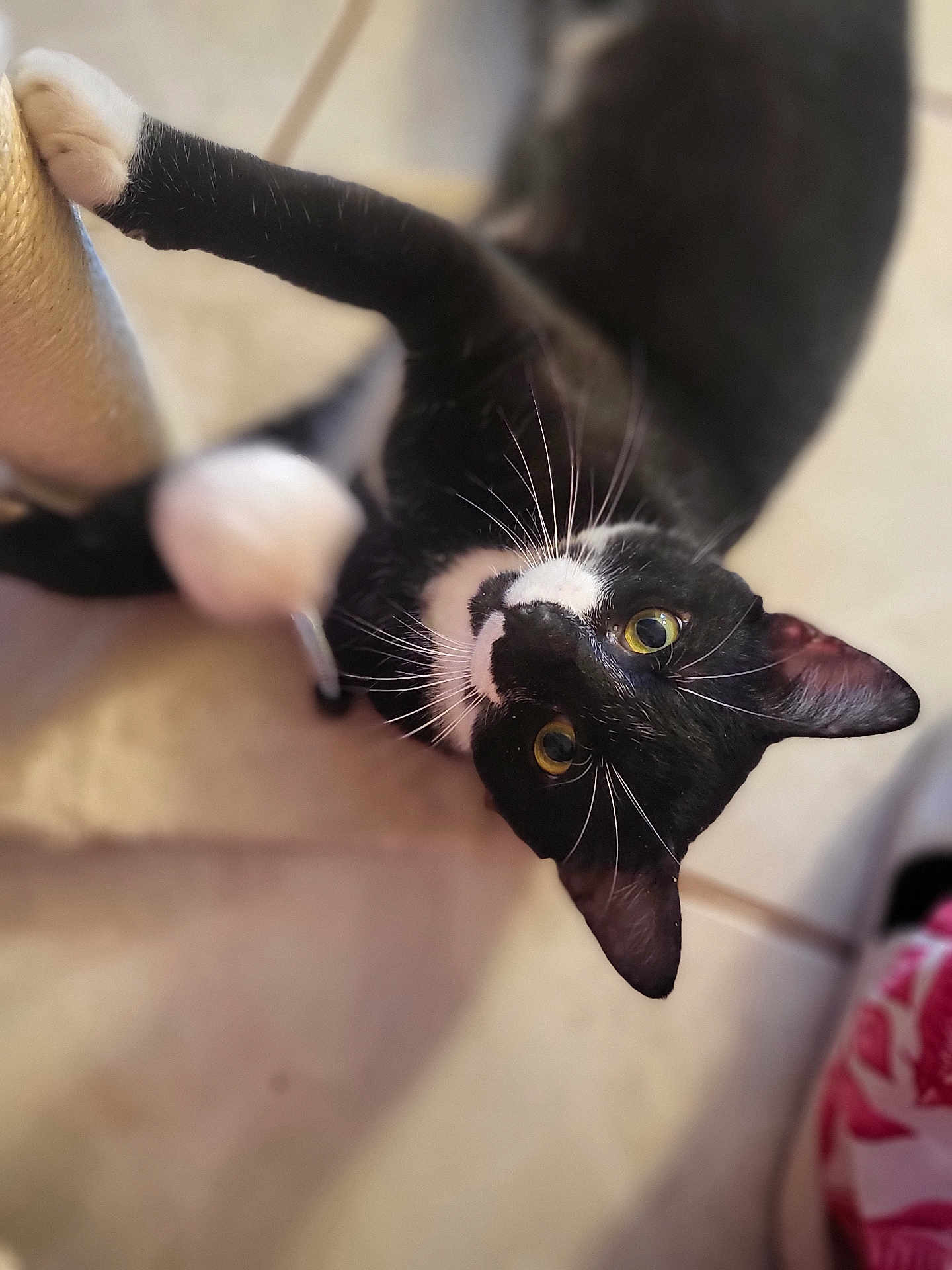 Stache joined the competition — help win amazing prizes! cat, black_and_white, whiskers, paw, curious, indoor, pet, feline, playful, yellow_eyes, close_up, looking_up, floor, tile, domestic_animal, animal, fur, ears, nose, face
