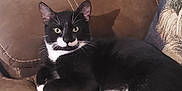 Stache joined the competition — help win amazing prizes! cat, tuxedo_cat, black_and_white, pet, animal, indoor, couch, furniture, relaxed, resting, whiskers, paws, ears, eyes, shadow, home, cozy, cute, mammal, companion