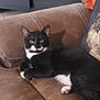 cat, tuxedo_cat, black_and_white, pet, animal, indoor, couch, furniture, relaxed, resting, whiskers, paws, ears, eyes, shadow, home, cozy, cute, mammal, companion