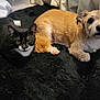 Stache is registered to the contest to win money with this photo: cat, dog, black_cat, tan_dog, pet, indoor, blanket, fur, animal, resting, lying_down, cozy, companion, whiskers, ears, tail, cute, domestic_animal, friendship, soft_texture