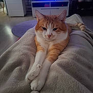 Kurama a rejoint le concours — aidez-le/la à gagner de superbes lots ! animal, blanket, cat, comfort, cozy, cute, floor, fur, furniture, home, indoor, living_room, orange_cat, paws, pet, relaxed, resting, stretching, television, white_cat