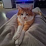 animal, blanket, cat, comfort, cozy, cute, floor, fur, furniture, home, indoor, living_room, orange_cat, paws, pet, relaxed, resting, stretching, television, white_cat