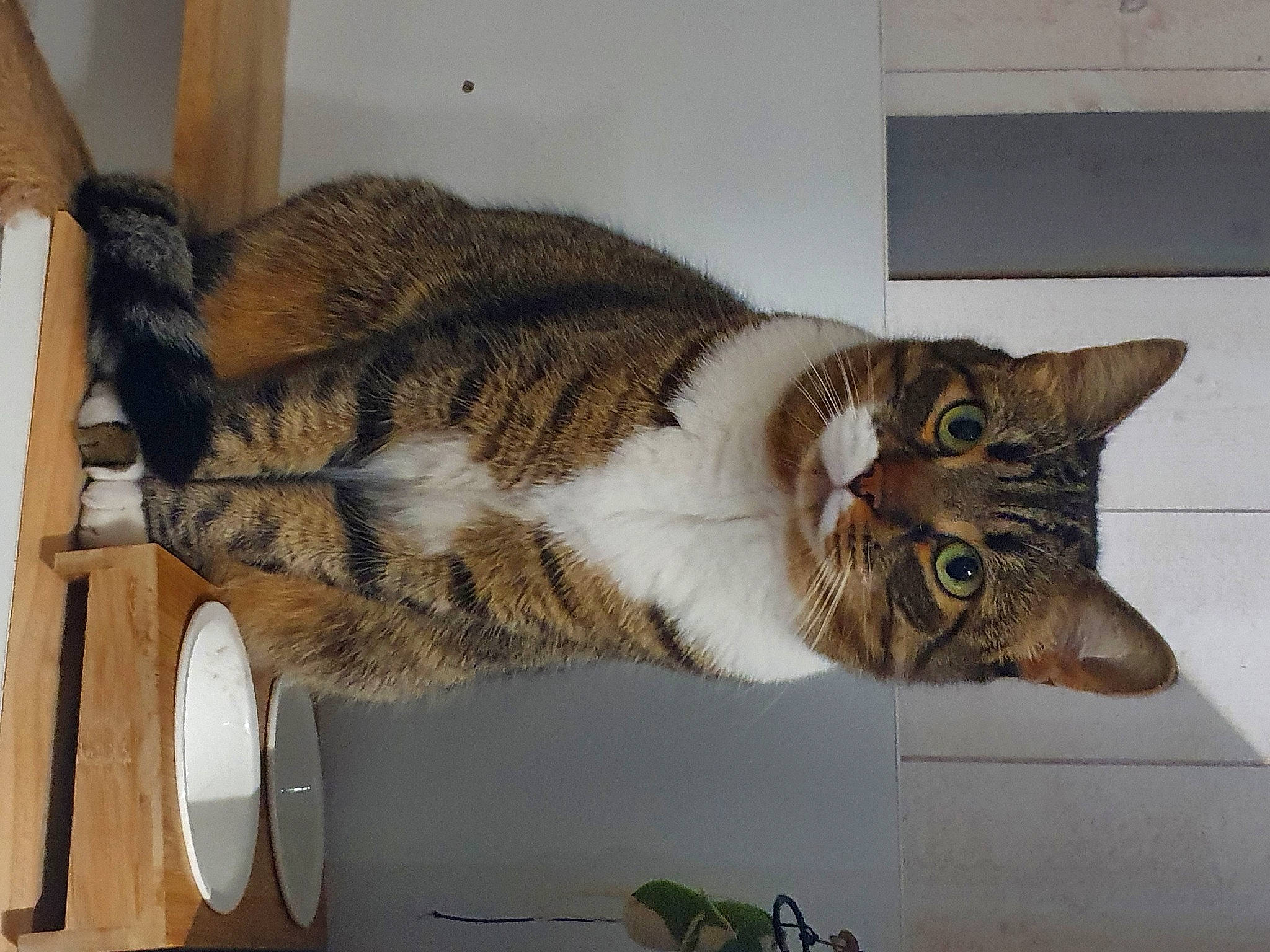 Loki participe au concours pour gagner de l'argent avec cette photo : carnivore, cat, cat_supply, domestic_short_haired_cat, felidae, fur, metal, paw, pet_supply, room, shelving, small_to_medium_sized_cats, snout, tail, terrestrial_animal, whiskers, wood