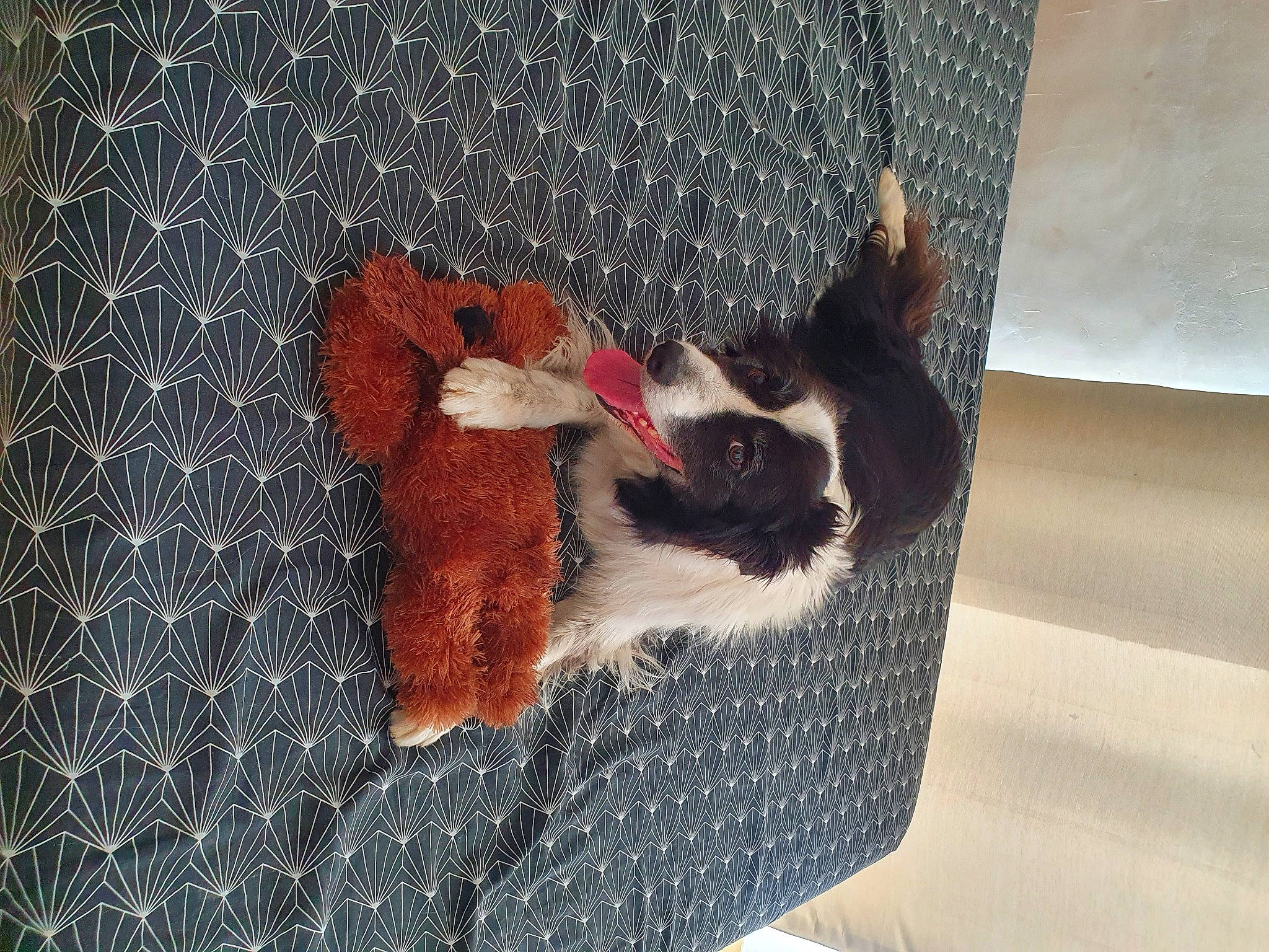 Leiko participe au concours pour gagner de l'argent avec cette photo : bag, carnivore, cat, cat_supply, chair, comfort, companion_dog, dog_supply, fawn, felidae, flooring, fur, linens, pet_supply, small_to_medium_sized_cats, tail, whiskers, wood, wool, woolen