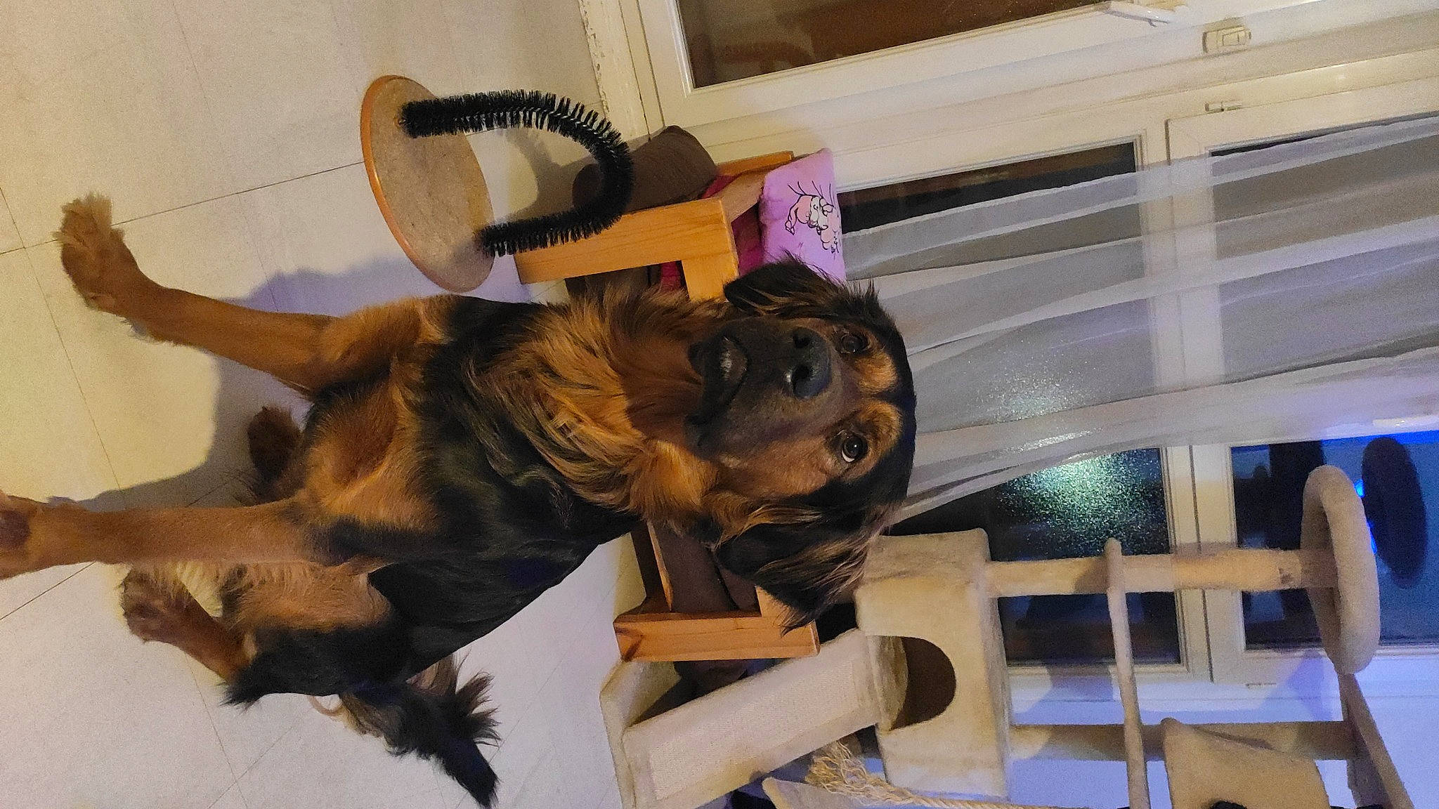 Arthur participe au concours pour gagner de l'argent avec cette photo : art, canidae, carnivore, companion_dog, dog, dog_breed, felidae, fur, german_shepherd_dog, guard_dog, natural_material, sculpture, sporting_group, tail, wood, working_animal