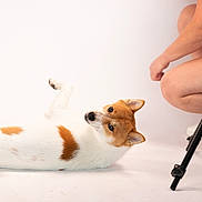 Tani a rejoint le concours — aidez-le/la à gagner de superbes lots ! dog, white_background, studio, tripod, person, casual_clothing, shorts, sneakers, brown_patches, pet, animal, photography, crouching, indoor, looking, playful, posing, fur, studio_lighting, relaxed