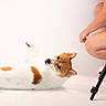 dog, white_background, studio, tripod, person, casual_clothing, shorts, sneakers, brown_patches, pet, animal, photography, crouching, indoor, looking, playful, posing, fur, studio_lighting, relaxed