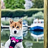 dog, animal, pet, portrait, harness, bandana, frame, lake, boat, water, outdoor, nature, blurred_background, golden_frame, white_paws, canine, cute, calm, reflection, summer