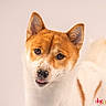 dog, canine, pet, animal, portrait, close_up, ears, tongue, white_background, fur, cute, friendly, indoor, looking_at_camera, young_dog, muzzle, brown_fur, white_fur, studio_shot, model