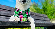 Tani participe au concours pour gagner de l'argent avec cette photo : dog, shiba_inu, bench, bandana, pink, greenery, grass, blue_sky, outdoor, sunny, pet, animal, portrait, canine, nature, relaxed, tropical, colorful, park, daytime