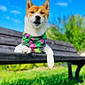 dog, shiba_inu, bench, bandana, pink, greenery, grass, blue_sky, outdoor, sunny, pet, animal, portrait, canine, nature, relaxed, tropical, colorful, park, daytime