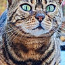 cat, tabby_cat, green_eyes, close_up, portrait, animal, pet, feline, whiskers, ears, fur, striped, outdoor, nature, curious, sitting, calm, blue_surface, background_blur, cute