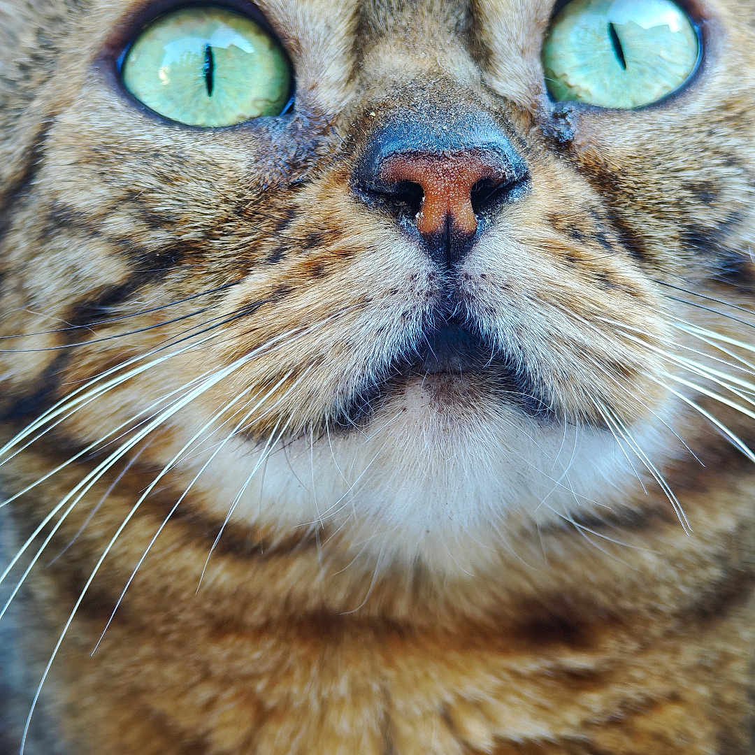 Tam