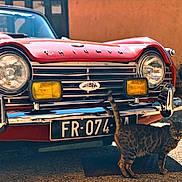Tam a rejoint le concours — aidez-le/la à gagner de superbes lots ! vintage_car, red_car, triumph, classic_car, cat, spotted_cat, outdoor, sunlight, chrome, headlights, license_plate, animal, pet, street, shadow, curious_cat, vehicle, metal, grill, parking