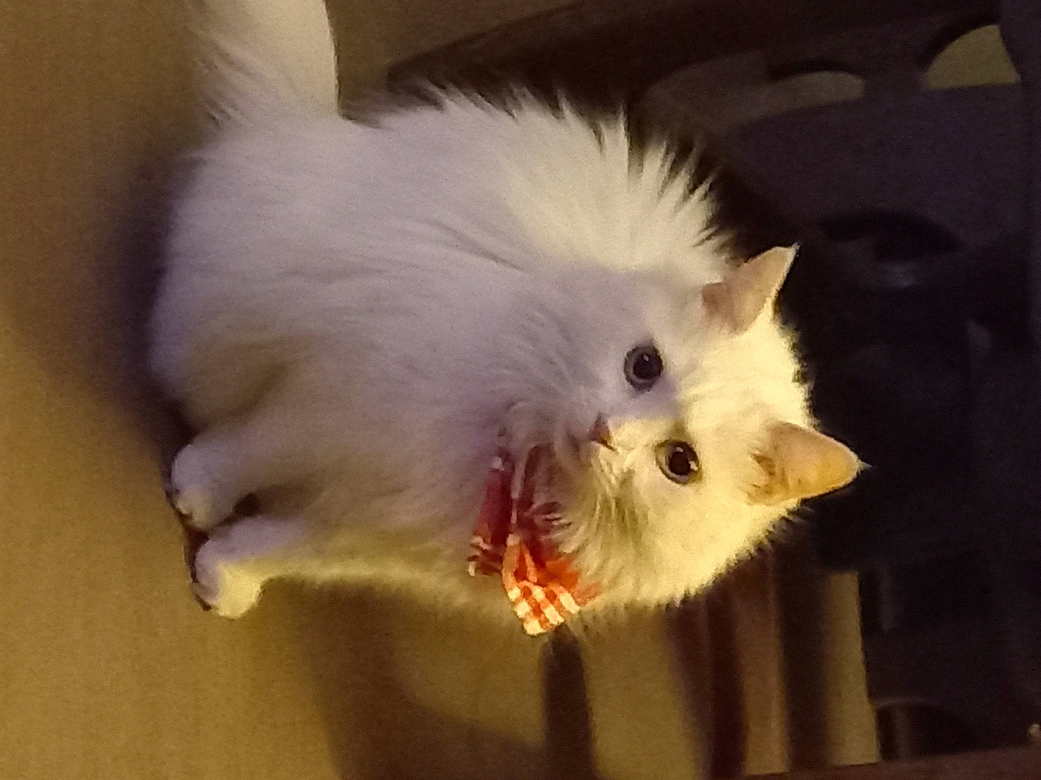 Emya participe au concours pour gagner de l'argent avec cette photo : canidae, carnivore, cat, claw, companion_dog, dog_breed, eye, fawn, felidae, fur, paw, persian, samoyed, small_to_medium_sized_cats, snout, tail, toy_dog, whiskers