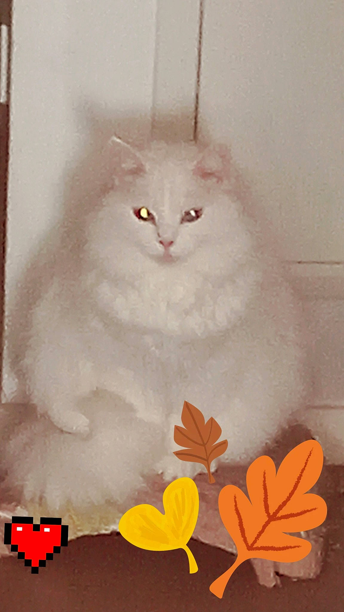 Emya a rejoint le concours — aidez-le/la à gagner de superbes lots ! art, carnivore, cat, creative_arts, felidae, flower, font, fur, happy, illustration, painting, paper_product, pattern, peach, pedicel, petal, plant, rectangle, small_to_medium_sized_cats, whiskers