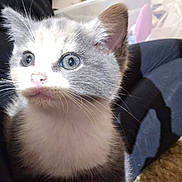 Kitty Kitty is registered to the contest to win money with this photo: kitten, cat, blue_eyes, fur, whiskers, close_up, indoor, pet, animal, cute, young, sitting, light, shadow, person, clothing, lap, floor, soft, feline