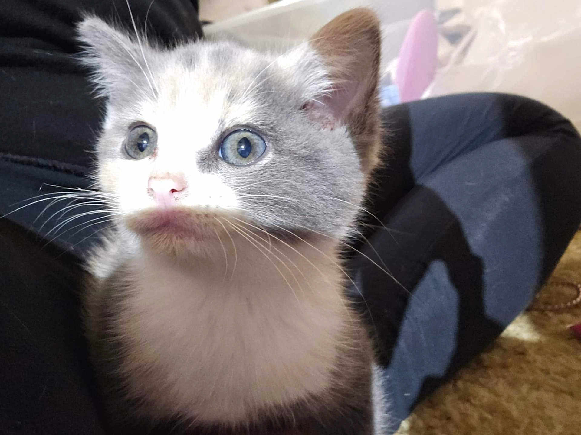 Kitty Kitty