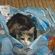 Kitty Lynn is registered to the contest to win money with this photo: cat, plastic_pack, water_bottles, indoor, curious, pet, animal, container, floor, brown, white, gray, feline, domestic, cage, confused, cozy, cardboard, label, packaging