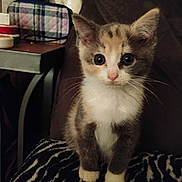 Babygirl joined the competition — help win amazing prizes! kitten, cat, animal, pet, young, indoor, curious, fur, whiskers, ears, eyes, blanket, pattern, zebra_print, table, plaid, background, domestic, cute, small